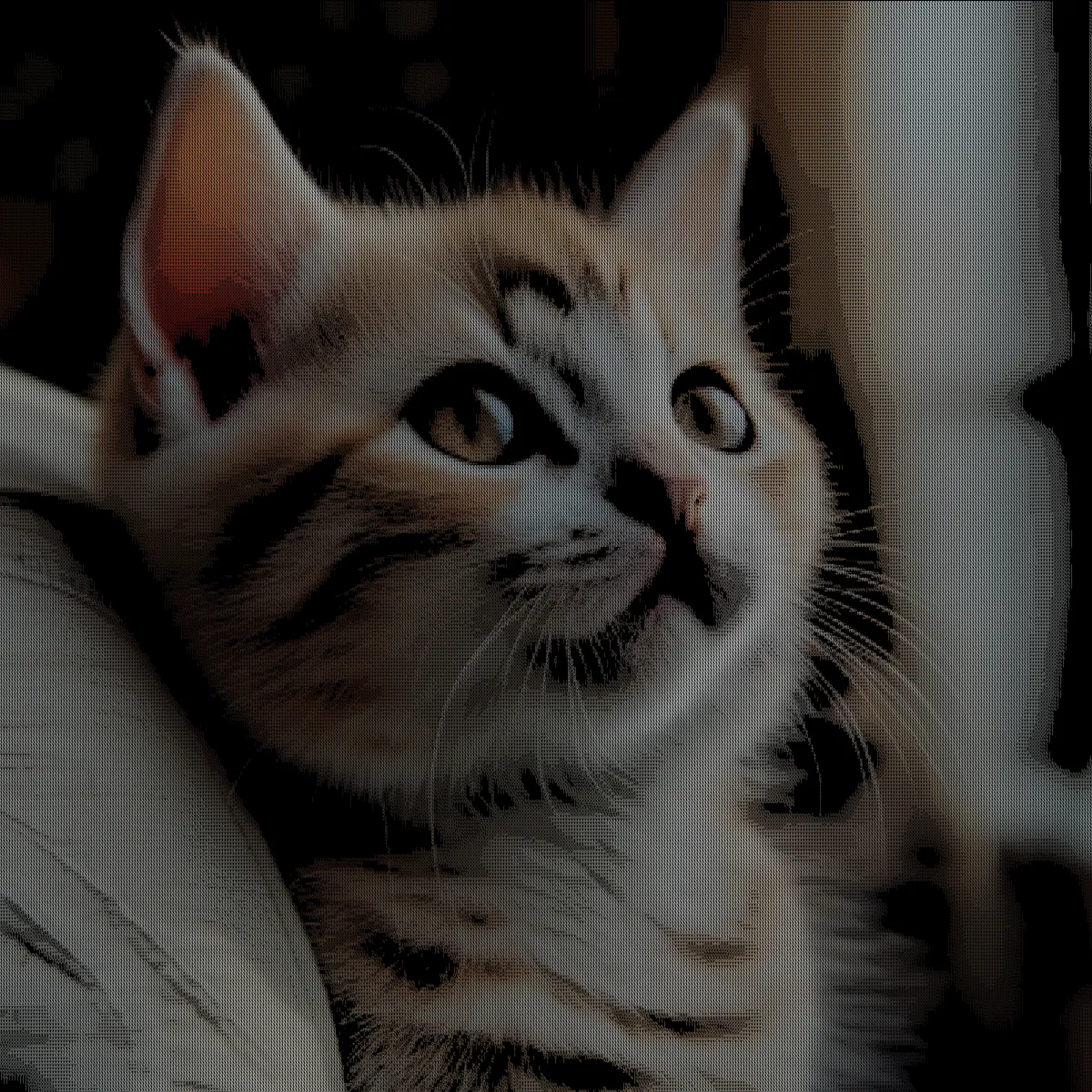 ascii_hd_cat