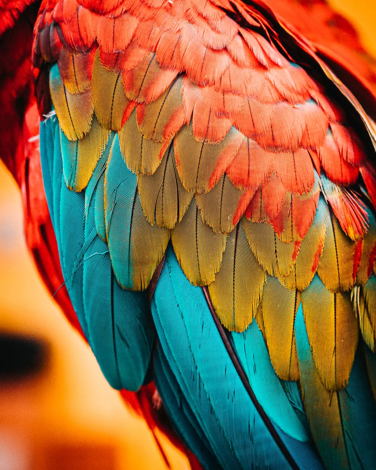 Bird1