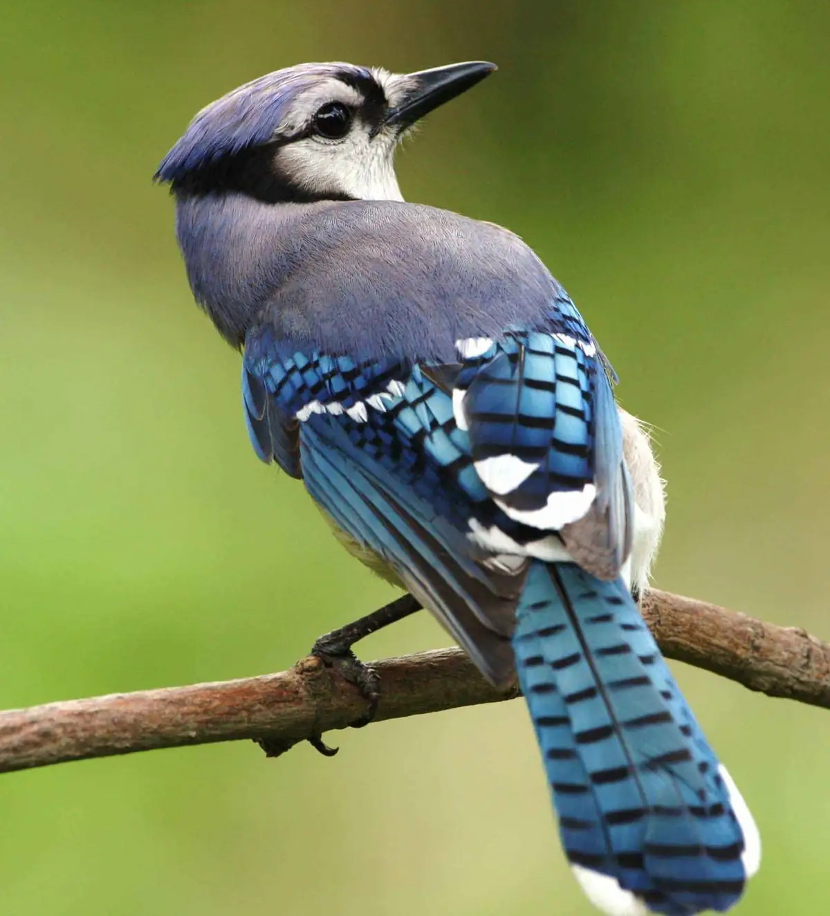 Bird2